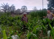 Langkah Nyata Polri Perkuat Kedaulatan Pangan Nasional Melalui Pendampingan Intensif Petani di Lombok Barat