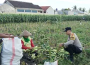 Bhabinkamtibmas Turun ke Sawah, Sokong Ketahanan Pangan Nasional Lewat Panen Jagung di Lombok Barat