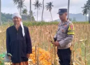 Polri Kawal Panen Jagung Desa Buwun Mas, Pastikan Petani Sejahtera dan Stok Pangan Aman