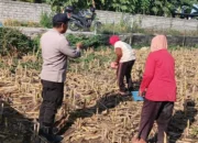 Lombok Barat, NTB – Komitmen Polri dalam mendukung agenda nasional pemerintah di sektor ketahanan pangan terus diperkuat hingga ke level akar rumput, termasuk di wilayah Desa Karang Bongkot. Pada Senin (2/3), jajaran Polsek Labuapi melalui Bhabinkamtibmas melaksanakan aksi nyata dengan melakukan sambang kewilayahan langsung ke area pertanian warga. Langkah ini diambil guna memastikan produktivitas lahan tetap terjaga serta memberikan motivasi berkelanjutan bagi para petani setempat. Kegiatan yang berlangsung di tengah hamparan lahan pertanian Desa Karang Bongkot ini bukan sekadar kunjungan formalitas. Kehadiran personel kepolisian di tengah ladang menjadi simbol kehadiran negara dalam mengawal kemandirian ekonomi masyarakat melalui sektor agraris yang menjadi tulang punggung wilayah tersebut. Upaya Mendorong Produktivitas Lahan Berkelanjutan di Desa Karang Bongkot Berdasarkan pantauan di lokasi, petugas kepolisian yang mengenakan seragam dinas lengkap tampak membaur dengan para petani yang tengah sibuk beraktivitas. Di antara sisa-sisa batang tanaman pasca-panen, terjadi dialog interaktif yang hangat antara aparat dan warga. Para petani yang membawa perlengkapan kerja seperti keranjang dan wadah kecil menyambut baik kehadiran petugas yang memberikan arahan terkait optimalisasi pengolahan tanah di area Desa Karang Bongkot. Pemerintah saat ini memang tengah menggencarkan program ketahanan pangan sebagai fondasi stabilitas ekonomi nasional. Dalam konteks lokal, peran Bhabinkamtibmas menjadi krusial sebagai jembatan informasi dan motivator bagi masyarakat agar lahan yang tersedia tidak dibiarkan tidur, melainkan dikelola secara produktif dan berkelanjutan. Kapolres Lombok Barat, Polda NTB, AKBP Yasmara Harahap, S.I.K., M.Si., melalui Kapolsek Labuapi, Iptu I Nyoman Rudi Santosa, menegaskan bahwa kehadiran Polri di sektor pertanian merupakan instruksi langsung untuk menyukseskan swasembada pangan. “Kami mengarahkan seluruh personel, khususnya Bhabinkamtibmas, untuk terus melekat dengan masyarakat petani. Tujuannya jelas, yakni memberikan pendampingan moral dan memastikan setiap potensi lahan di wilayah hukum kami dapat dimanfaatkan secara maksimal guna memperkuat ketersediaan pangan di tingkat desa,” ujar Iptu I Nyoman Rudi Santosa saat memberikan keterangan resminya. Membangun Kemandirian Ekonomi dari Tingkat Desa Lebih lanjut, Iptu I Nyoman Rudi Santosa menjelaskan bahwa ketahanan pangan yang kuat di tingkat desa akan berdampak langsung pada kesejahteraan keluarga, terutama bagi penduduk di Desa Karang Bongkot. Dengan hasil tani yang dikelola dengan manajemen yang baik, masyarakat diharapkan mampu memenuhi kebutuhan pokok secara mandiri bahkan meningkatkan pendapatan ekonomi keluarga. Dalam dialog tersebut, petugas juga menekankan pentingnya inovasi dalam bertani agar sisa lahan pasca-panen dapat segera diolah kembali untuk komoditas berikutnya. Kehadiran kendaraan dinas Polri yang terparkir di pinggir area persawahan menjadi bukti bahwa kepolisian siap menjangkau pelosok lahan demi memastikan program pendampingan di Desa Karang Bongkot ini berjalan secara maksimal dan menyeluruh. “Kami ingin para petani merasa didukung. Bukan hanya soal teknis di lapangan, tapi juga kepastian bahwa situasi keamanan tetap kondusif sehingga mereka bisa fokus dalam menggarap lahan dengan tenang,” tambah Kapolsek Labuapi tersebut. Respons Positif dan Komitmen Pengawalan Berkelanjutan Kegiatan sambang kewilayahan ini mendapatkan respons yang sangat positif dari para petani di Desa Karang Bongkot. Mereka mengaku merasa diperhatikan dengan adanya kunjungan rutin dari pihak kepolisian yang tidak segan untuk turun langsung ke area berlumpur demi berdiskusi mengenai kendala dan harapan para petani di lapangan. Respons positif ini menjadi energi tambahan bagi jajaran Polsek Labuapi untuk terus konsisten melakukan pengawalan. Ke depannya, Polri berkomitmen untuk tidak hanya memberikan motivasi, tetapi juga membantu memfasilitasi komunikasi antara petani dengan pihak terkait jika ditemukan kendala dalam ketersediaan pupuk maupun sarana produksi pertanian lainnya. Dengan sinergi yang kuat antara aparat kepolisian dan kelompok tani, diharapkan struktur ketahanan pangan di wilayah Lombok Barat, khususnya di Kecamatan Labuapi, semakin kokoh. Upaya ini menjadi bagian dari kontribusi nyata Polri dalam mendukung agenda besar pemerintah untuk menjadikan Indonesia sebagai bangsa yang mandiri secara pangan, dimulai dari penguatan di setiap desa seperti Desa Karang Bongkot.