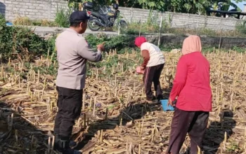 Sentuhan Humanis Polri di Sawah Desa Karang Bongkot, Pastikan Petani Tak Berjuang Sendirian!