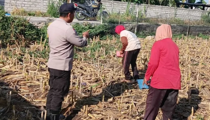 Sentuhan Humanis Polri di Sawah Desa Karang Bongkot, Pastikan Petani Tak Berjuang Sendirian!
