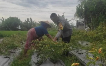 Aksi Bhabinkamtibmas Desa Kuranji Dalang Dampingi Petani NTB