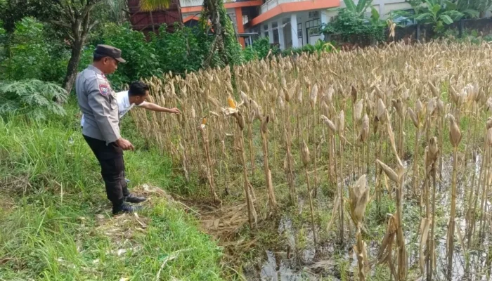 Polri Dampingi Petani Jagung di Lombok Barat Jaga Ketahanan Pangan