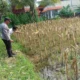 Polri Dampingi Petani Jagung di Lombok Barat Jaga Ketahanan Pangan