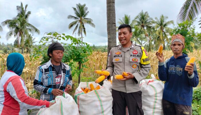 Bhabinkamtibmas Bagik Papan Sambangi Petani Saat Panen Jagung, Ajak Jaga Kamtibmas dan Dukung Ketahanan Pangan