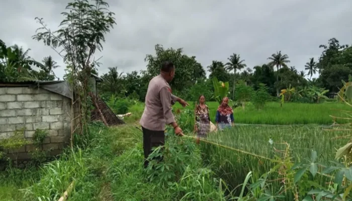 Polri Perkuat Sektor Agraris: Aksi Nyata Personel Polsek Labuapi Dampingi Petani di Tengah Sawah Dusun Jogot