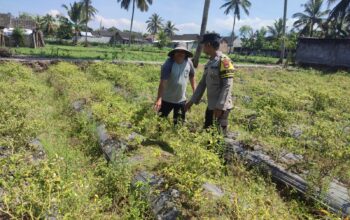 Bhabinkamtibmas Desa Paokmotong Monitoring Program Ketahanan Pangan