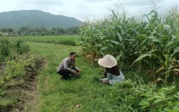 Bukan Sekadar Patroli, Bhabinkamtibmas Kini Jadi Motivator Petani Demi Ketahanan Pangan