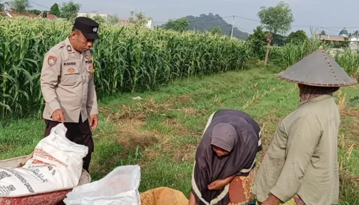 Sinergi Bhabinkamtibmas dan Petani Jagung Labuapi Jaga Stok Pangan