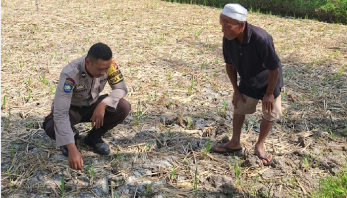 Bhabinkamtibmas Desa Sukadana Monitoring Lahan Jagung, Dukung Program Ketahanan Pangan Nasional