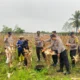 Polres Lombok Barat Turun ke Sawah! Kawal Panen Jagung demi Nasib Petani dan Swasembada Pangan