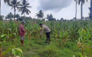 Dukung Ketahanan Pangan Nasional, Bhabinkamtibmas Polsek Pekat Pantau Lahan Jagung Warga di Kadindi