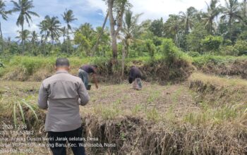 Kapolsek Wanasaba Cek Lokasi Penanaman Jagung, Ajak Warga Dukung Ketahanan Pangan