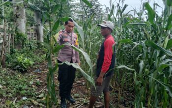 Judul:  Dukung Ketahanan Pangan Nasional, Bhabinkamtibmas Polsek Kempo Pantau Lahan Jagung Warga di Desa Konte