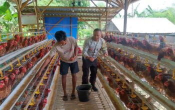 Bhabinkamtibmas Korleko Selatan Sambangi Kandang Ayam Bumdes, Pastikan Program Ketahanan Pangan Berjalan Baik