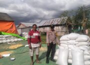 Polisi Turun ke Lahan, Panen Jagung 16 Ton di Manggelewa Dipantau Bhabinkamtibmas