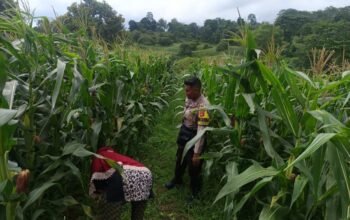 Bhabinkamtibmas Desa Sorinomo Pantau Lahan Jagung Warga, Dukung Program Ketahanan Pangan Nasional