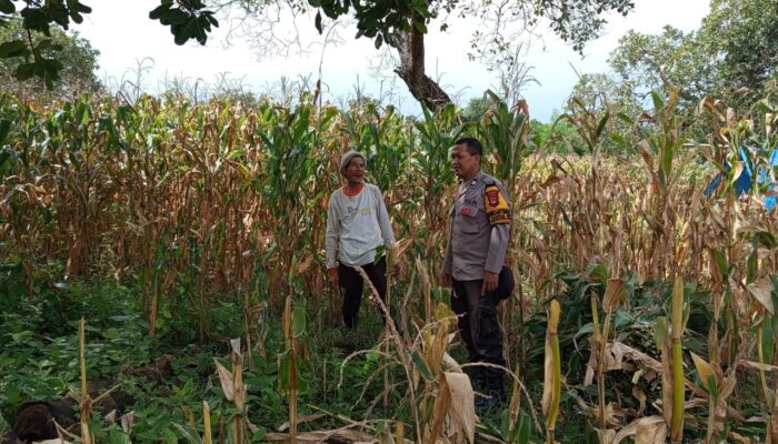 Pantau Panen Jagung Warga, Bhabinkamtibmas Desa Kampasi Meci Dukung Ketahanan Pangan Nasional