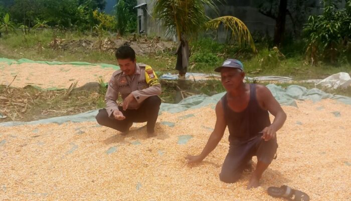 Pantau dan Dampingi Penjemuran Jagung Warga, Wujudkan Ketahanan Pangan Menuju Indonesia Emas 2045
