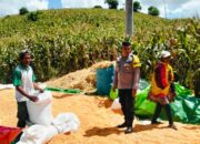 Dampingi Petani Jemur Jagung, Bhabinkamtibmas Desa Matua Perkuat Ketahanan Pangan