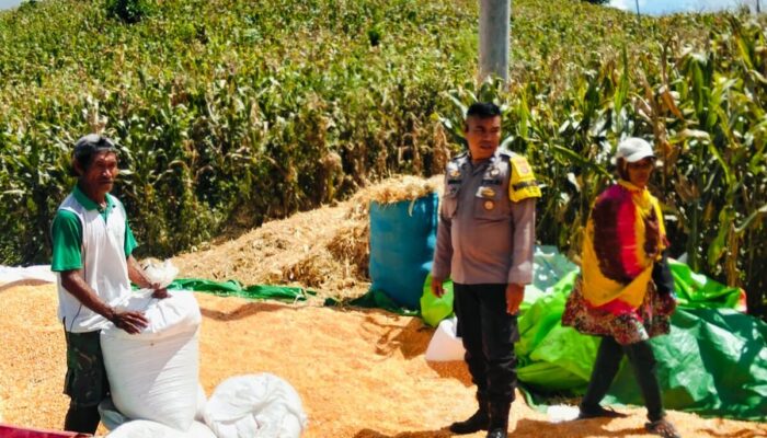 Dampingi Petani Jemur Jagung, Bhabinkamtibmas Desa Matua Perkuat Ketahanan Pangan