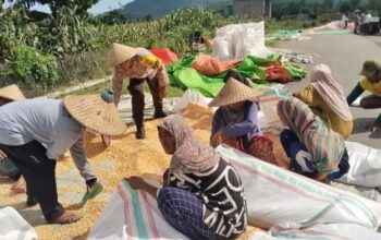 Pantau Panen Jagung Warga, Bhabinkamtibmas memberi motivasi kepada warga