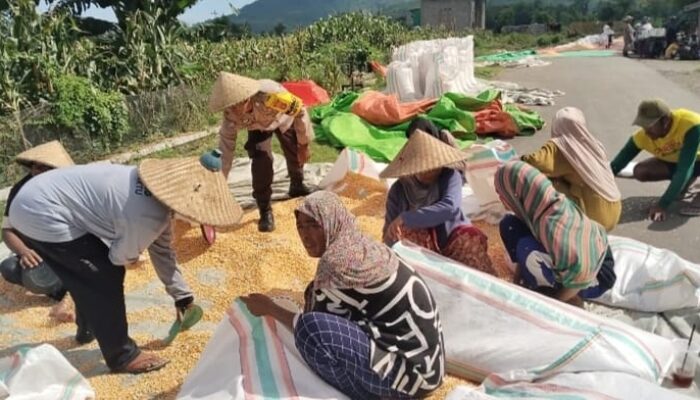 Pantau Panen Jagung Warga, Bhabinkamtibmas memberi motivasi kepada warga