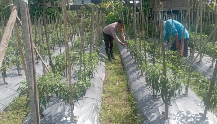 Cek Lahan Cabe di Kesik, Bhabinkamtibmas Turun Langsung Dukung Ketahanan Pangan Warga