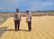 Dalam rangka mendukung Program Ketahanan Pangan Nasional menuju Indonesia Emas 2045, Bhabinkamtibmas Desa Kramat Polsek Kilo, AIPDA M. Nursalam, melaksanakan kegiatan pemantauan lahan jagung milik warga binaannya di Dusun Pali, Desa Kramat, Kecamatan Kilo, Kabupaten Dompu, Selasa (24/3/2026) pukul 10.38 Wita.  Kegiatan tersebut dilakukan pada lahan jagung milik H. Abidin (57), dengan luas sekitar 1 hektare. Tanaman jagung varietas Ruby tersebut saat ini telah memasuki usia 120 hari dan dalam proses penjemuran hasil panen. Estimasi hasil panen mencapai kurang lebih 8,5 ton.  Dalam pelaksanaannya, AIPDA M. Nursalam turut memberikan motivasi serta pembinaan kepada warga binaannya agar terus meningkatkan produktivitas pertanian. Ia juga mengimbau agar petani tetap menjaga kualitas hasil panen serta memanfaatkan lahan secara optimal guna mendukung ketahanan pangan.  “Kami mengajak para petani untuk terus semangat dalam bertani, karena sektor pertanian memiliki peran penting dalam menjaga ketersediaan pangan dan meningkatkan kesejahteraan masyarakat,” ujar AIPDA Nursalam.  Kapolsek Kilo, IPTU Rusnadin, S.H., menyampaikan bahwa kehadiran Bhabinkamtibmas di tengah masyarakat tidak hanya untuk menjaga keamanan, tetapi juga sebagai bentuk dukungan terhadap program pemerintah, khususnya di bidang ketahanan pangan.  “Melalui kegiatan pemantauan ini, kami ingin memastikan bahwa para petani mendapatkan perhatian dan pendampingan, sehingga hasil pertanian dapat maksimal dan berkontribusi bagi ketahanan pangan daerah,” ungkapnya.  Sementara itu, Kapolres Dompu AKBP Sodikin Fahrojin Nur, S.I.K melalui Kasi Humas Polres Dompu IPTU I Nyoman Suardika menegaskan bahwa jajaran Polres Dompu terus berkomitmen mendukung sektor pertanian sebagai bagian dari program strategis nasional.  “Polri akan terus hadir di tengah masyarakat untuk memberikan dukungan nyata, termasuk dalam sektor pertanian. Pendampingan kepada petani diharapkan mampu meningkatkan produksi serta memperkuat ketahanan pangan nasional,” jelasnya.  Dengan sinergi antara aparat kepolisian dan masyarakat, diharapkan program ketahanan pangan dapat berjalan optimal dan memberikan manfaat nyata bagi kesejahteraan masyarakat, khususnya di Kabupaten Dompu.