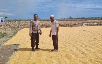 Dalam rangka mendukung Program Ketahanan Pangan Nasional menuju Indonesia Emas 2045, Bhabinkamtibmas Desa Kramat Polsek Kilo, AIPDA M. Nursalam, melaksanakan kegiatan pemantauan lahan jagung milik warga binaannya di Dusun Pali, Desa Kramat, Kecamatan Kilo, Kabupaten Dompu, Selasa (24/3/2026) pukul 10.38 Wita.  Kegiatan tersebut dilakukan pada lahan jagung milik H. Abidin (57), dengan luas sekitar 1 hektare. Tanaman jagung varietas Ruby tersebut saat ini telah memasuki usia 120 hari dan dalam proses penjemuran hasil panen. Estimasi hasil panen mencapai kurang lebih 8,5 ton.  Dalam pelaksanaannya, AIPDA M. Nursalam turut memberikan motivasi serta pembinaan kepada warga binaannya agar terus meningkatkan produktivitas pertanian. Ia juga mengimbau agar petani tetap menjaga kualitas hasil panen serta memanfaatkan lahan secara optimal guna mendukung ketahanan pangan.  “Kami mengajak para petani untuk terus semangat dalam bertani, karena sektor pertanian memiliki peran penting dalam menjaga ketersediaan pangan dan meningkatkan kesejahteraan masyarakat,” ujar AIPDA Nursalam.  Kapolsek Kilo, IPTU Rusnadin, S.H., menyampaikan bahwa kehadiran Bhabinkamtibmas di tengah masyarakat tidak hanya untuk menjaga keamanan, tetapi juga sebagai bentuk dukungan terhadap program pemerintah, khususnya di bidang ketahanan pangan.  “Melalui kegiatan pemantauan ini, kami ingin memastikan bahwa para petani mendapatkan perhatian dan pendampingan, sehingga hasil pertanian dapat maksimal dan berkontribusi bagi ketahanan pangan daerah,” ungkapnya.  Sementara itu, Kapolres Dompu AKBP Sodikin Fahrojin Nur, S.I.K melalui Kasi Humas Polres Dompu IPTU I Nyoman Suardika menegaskan bahwa jajaran Polres Dompu terus berkomitmen mendukung sektor pertanian sebagai bagian dari program strategis nasional.  “Polri akan terus hadir di tengah masyarakat untuk memberikan dukungan nyata, termasuk dalam sektor pertanian. Pendampingan kepada petani diharapkan mampu meningkatkan produksi serta memperkuat ketahanan pangan nasional,” jelasnya.  Dengan sinergi antara aparat kepolisian dan masyarakat, diharapkan program ketahanan pangan dapat berjalan optimal dan memberikan manfaat nyata bagi kesejahteraan masyarakat, khususnya di Kabupaten Dompu.