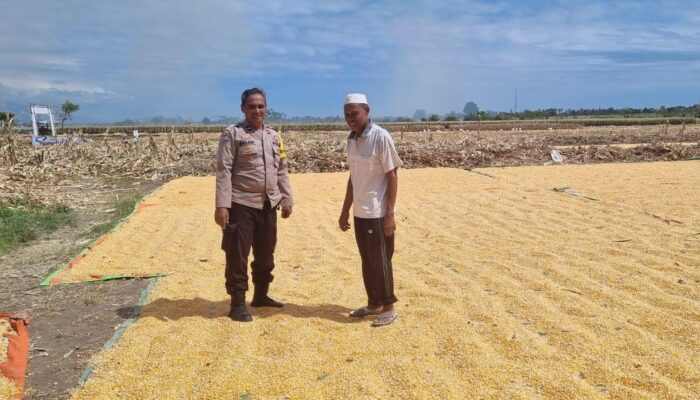 Dalam rangka mendukung Program Ketahanan Pangan Nasional menuju Indonesia Emas 2045, Bhabinkamtibmas Desa Kramat Polsek Kilo, AIPDA M. Nursalam, melaksanakan kegiatan pemantauan lahan jagung milik warga binaannya di Dusun Pali, Desa Kramat, Kecamatan Kilo, Kabupaten Dompu, Selasa (24/3/2026) pukul 10.38 Wita.  Kegiatan tersebut dilakukan pada lahan jagung milik H. Abidin (57), dengan luas sekitar 1 hektare. Tanaman jagung varietas Ruby tersebut saat ini telah memasuki usia 120 hari dan dalam proses penjemuran hasil panen. Estimasi hasil panen mencapai kurang lebih 8,5 ton.  Dalam pelaksanaannya, AIPDA M. Nursalam turut memberikan motivasi serta pembinaan kepada warga binaannya agar terus meningkatkan produktivitas pertanian. Ia juga mengimbau agar petani tetap menjaga kualitas hasil panen serta memanfaatkan lahan secara optimal guna mendukung ketahanan pangan.  “Kami mengajak para petani untuk terus semangat dalam bertani, karena sektor pertanian memiliki peran penting dalam menjaga ketersediaan pangan dan meningkatkan kesejahteraan masyarakat,” ujar AIPDA Nursalam.  Kapolsek Kilo, IPTU Rusnadin, S.H., menyampaikan bahwa kehadiran Bhabinkamtibmas di tengah masyarakat tidak hanya untuk menjaga keamanan, tetapi juga sebagai bentuk dukungan terhadap program pemerintah, khususnya di bidang ketahanan pangan.  “Melalui kegiatan pemantauan ini, kami ingin memastikan bahwa para petani mendapatkan perhatian dan pendampingan, sehingga hasil pertanian dapat maksimal dan berkontribusi bagi ketahanan pangan daerah,” ungkapnya.  Sementara itu, Kapolres Dompu AKBP Sodikin Fahrojin Nur, S.I.K melalui Kasi Humas Polres Dompu IPTU I Nyoman Suardika menegaskan bahwa jajaran Polres Dompu terus berkomitmen mendukung sektor pertanian sebagai bagian dari program strategis nasional.  “Polri akan terus hadir di tengah masyarakat untuk memberikan dukungan nyata, termasuk dalam sektor pertanian. Pendampingan kepada petani diharapkan mampu meningkatkan produksi serta memperkuat ketahanan pangan nasional,” jelasnya.  Dengan sinergi antara aparat kepolisian dan masyarakat, diharapkan program ketahanan pangan dapat berjalan optimal dan memberikan manfaat nyata bagi kesejahteraan masyarakat, khususnya di Kabupaten Dompu.