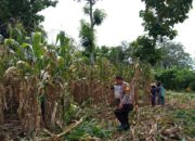 Pendampingan Polisi di Lahan Jagung, Wujud Nyata Dukungan Ketahanan Pangan