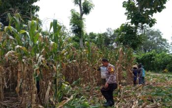 Pendampingan Polisi di Lahan Jagung, Wujud Nyata Dukungan Ketahanan Pangan