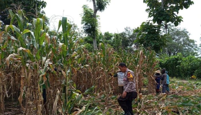 Pendampingan Polisi di Lahan Jagung, Wujud Nyata Dukungan Ketahanan Pangan