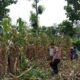 Pendampingan Polisi di Lahan Jagung, Wujud Nyata Dukungan Ketahanan Pangan