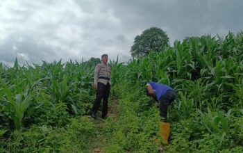 Dukung Ketahanan Pangan Nasional,Bhabinkamtibmas Buer Motivasi Petani Jagung
