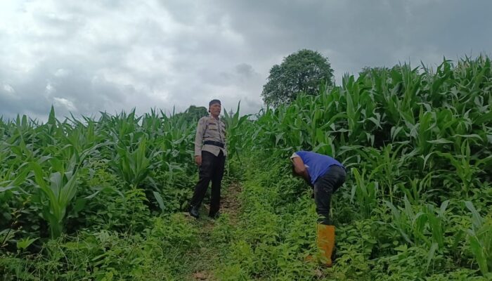 Dukung Ketahanan Pangan Nasional,Bhabinkamtibmas Buer Motivasi Petani Jagung