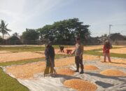 Bhabinkamtibmas Desa Riwo Dampingi Penjemuran Jagung, Wujud Dukungan Ketahanan Pangan Nasional