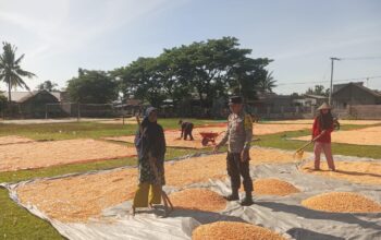 Bhabinkamtibmas Desa Riwo Dampingi Penjemuran Jagung, Wujud Dukungan Ketahanan Pangan Nasional