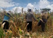 Peran Aktif Bhabinkamtibmas, Panen Jagung Warga Hu’u Capai Hasil Optimal