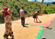 Dukung Indonesia Emas 2045, Polsek Woja Aktif Dampingi Petani Jagung