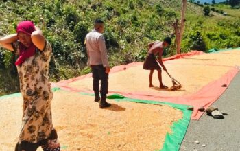 Dukung Indonesia Emas 2045, Polsek Woja Aktif Dampingi Petani Jagung