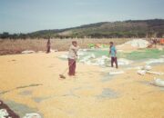 Sinergi Polisi dan Petani, Panen Jagung di Dompu Terus Meningkat