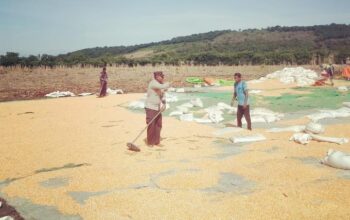 Sinergi Polisi dan Petani, Panen Jagung di Dompu Terus Meningkat