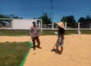 Bhabinkamtibmas Polsek Hu’u Pantau Penjemuran Jagung Warga, Dorong Pemanfaatan Lahan untuk Ketahanan Pangan