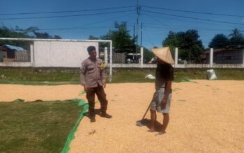 Bhabinkamtibmas Polsek Hu’u Pantau Penjemuran Jagung Warga, Dorong Pemanfaatan Lahan untuk Ketahanan Pangan