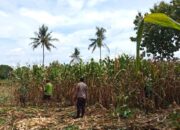 Bhabinkamtibmas Jadi Motor Penggerak Ketahanan Pangan di Desa Kampasi Meci