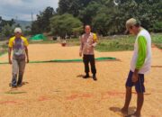 Bhabinkamtibmas Polsek Woja Pantau Penjemuran Jagung Warga, Dukung Ketahanan Pangan Nasional