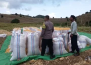 Polsek Sekotong Kawal Petani Kedaro, Pastikan Stok Pangan Nasional Aman Lewat Sinergi Door to Door